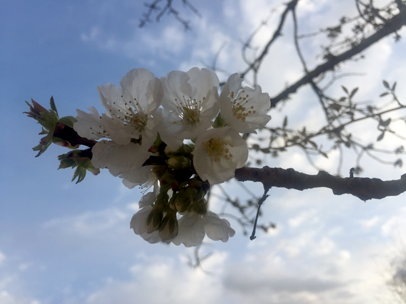 cerisierenfleurs_1960.jpg